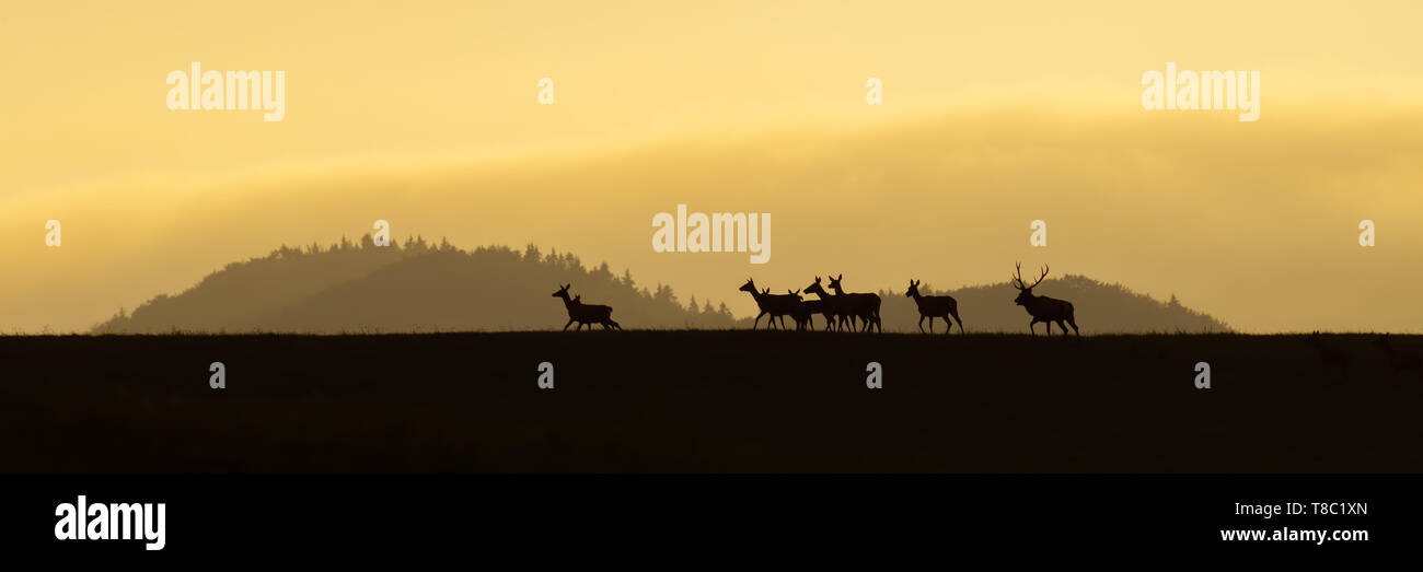 Panoramic scenery of red deer herd, cervus elaphus, walking on a horizon at sunrise. Dark silhouettes of wild animals in nature with colorful landscap Stock Photo