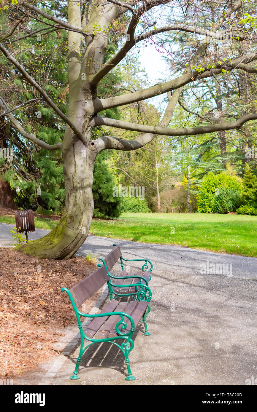 Opava, Novy Dvur, Czech Republic - 24 April 2019 - Botanical garden in spring, blooming flowers, nice walkway and huge trees. Stock Photo
