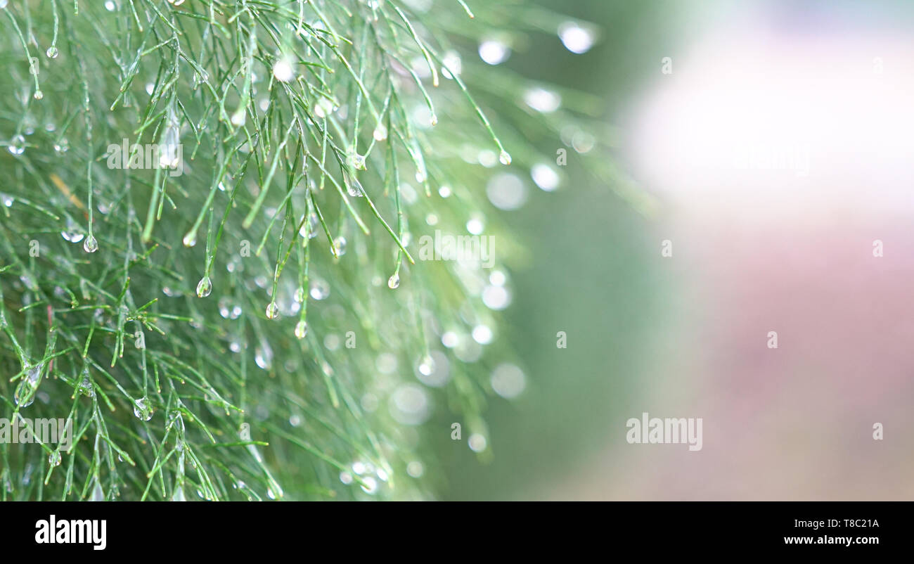 Green foliage background : leaves of casuarina tree after rain, closeup and bokeh Stock Photo