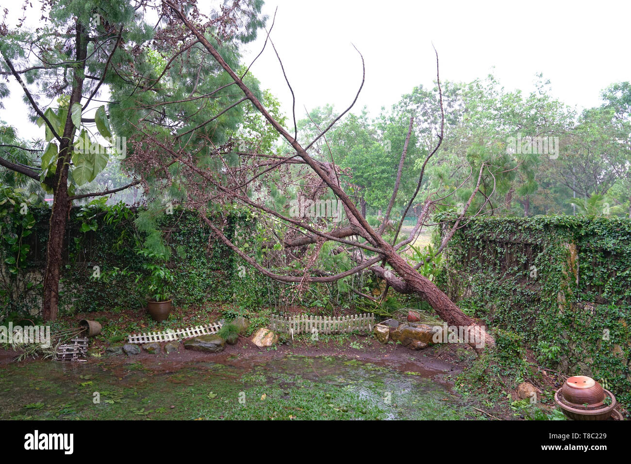 Fallen casuarina tree after bad storm in a residential environment Stock Photo