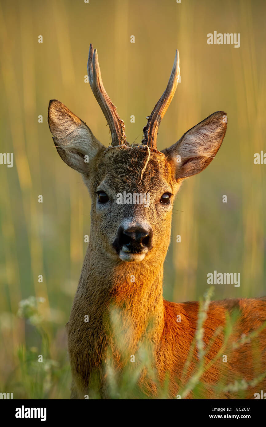 Close-up of roe deer, capreolus capreolus, buck standing in last evening sun rays in summer in tall grass. Wild roebuck with vegetation parts on antle Stock Photo