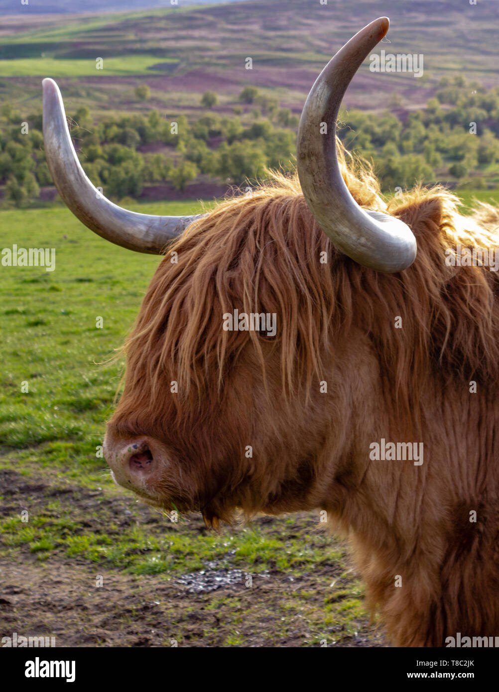 Long Horned Highland Cows Hi-res Stock Photography And Images - Alamy