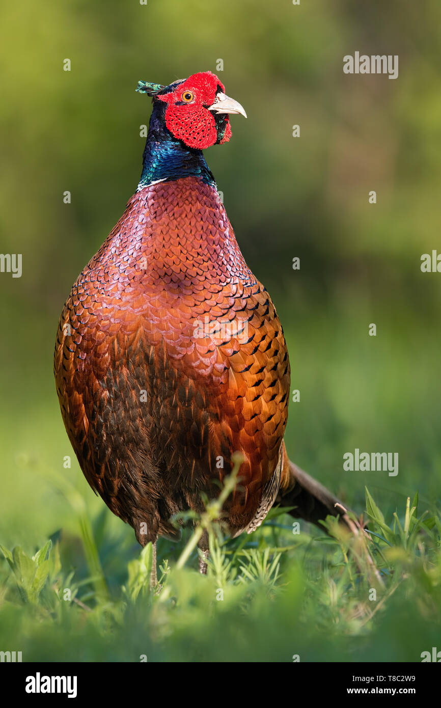 Dominant male common pheasant, Phasianus colchicus, in spring front view in meadow with blurred green background in sunlight and vivid contrast bright Stock Photo