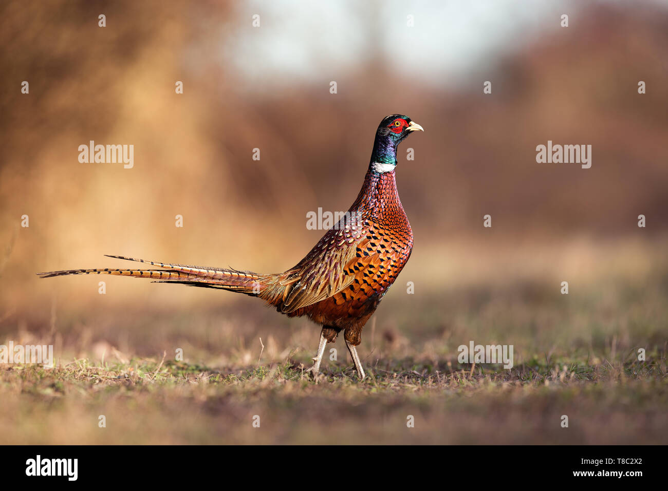 Male common pheasant, Phasianus colchicus, in spring evening light walking in meadow with blurred background in golden hour and vivid contrast bright  Stock Photo