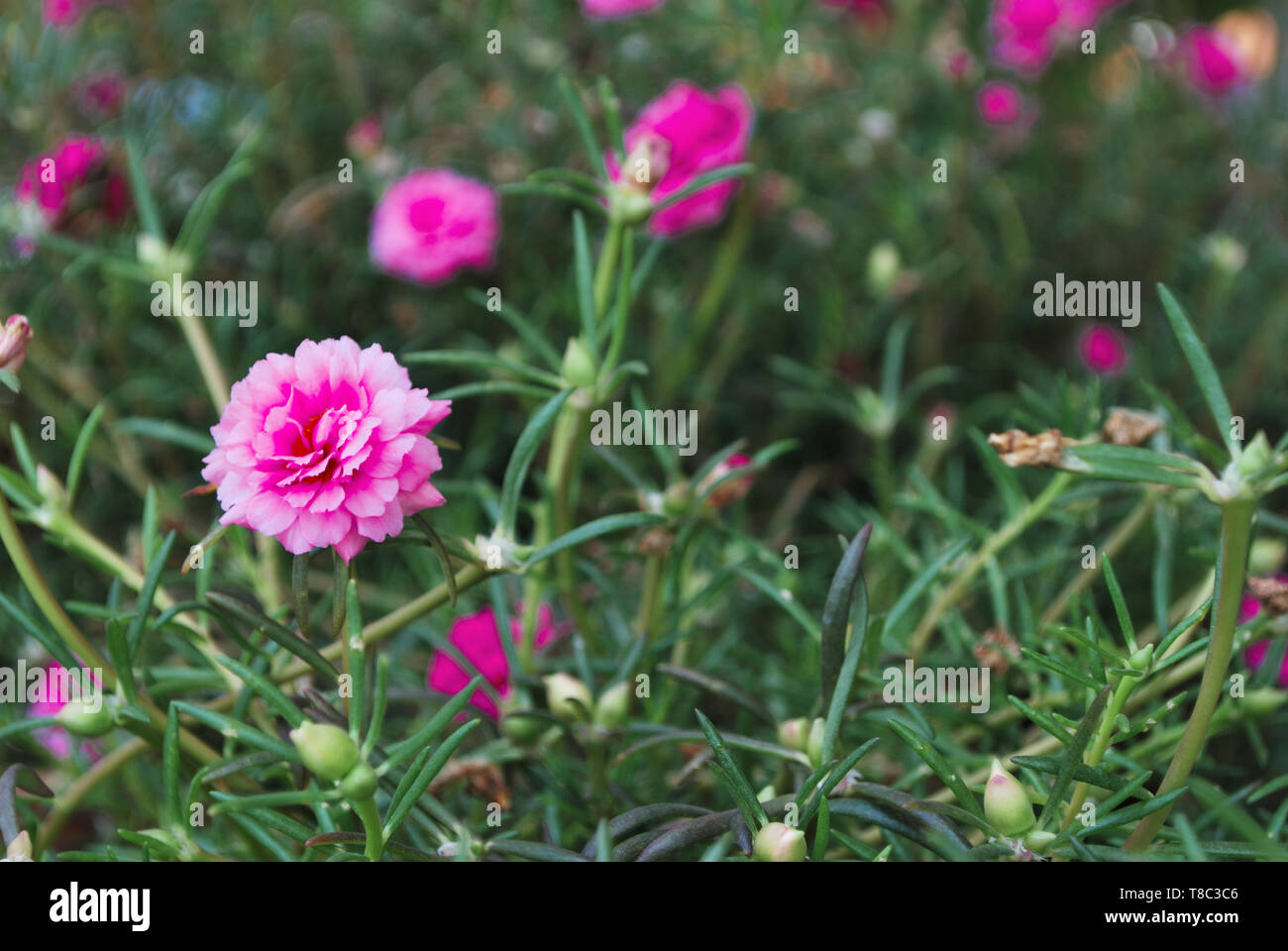Flower Portulaca Oleracea In The Background Blurred Stock Photo Alamy