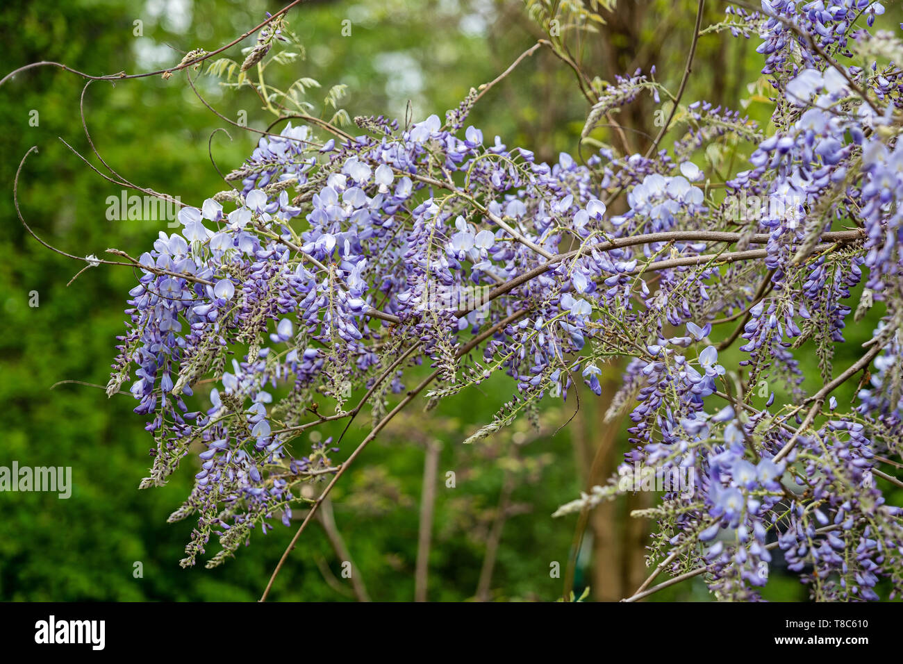 Wisteria sinensis chinese wisteria hires stock photography and images