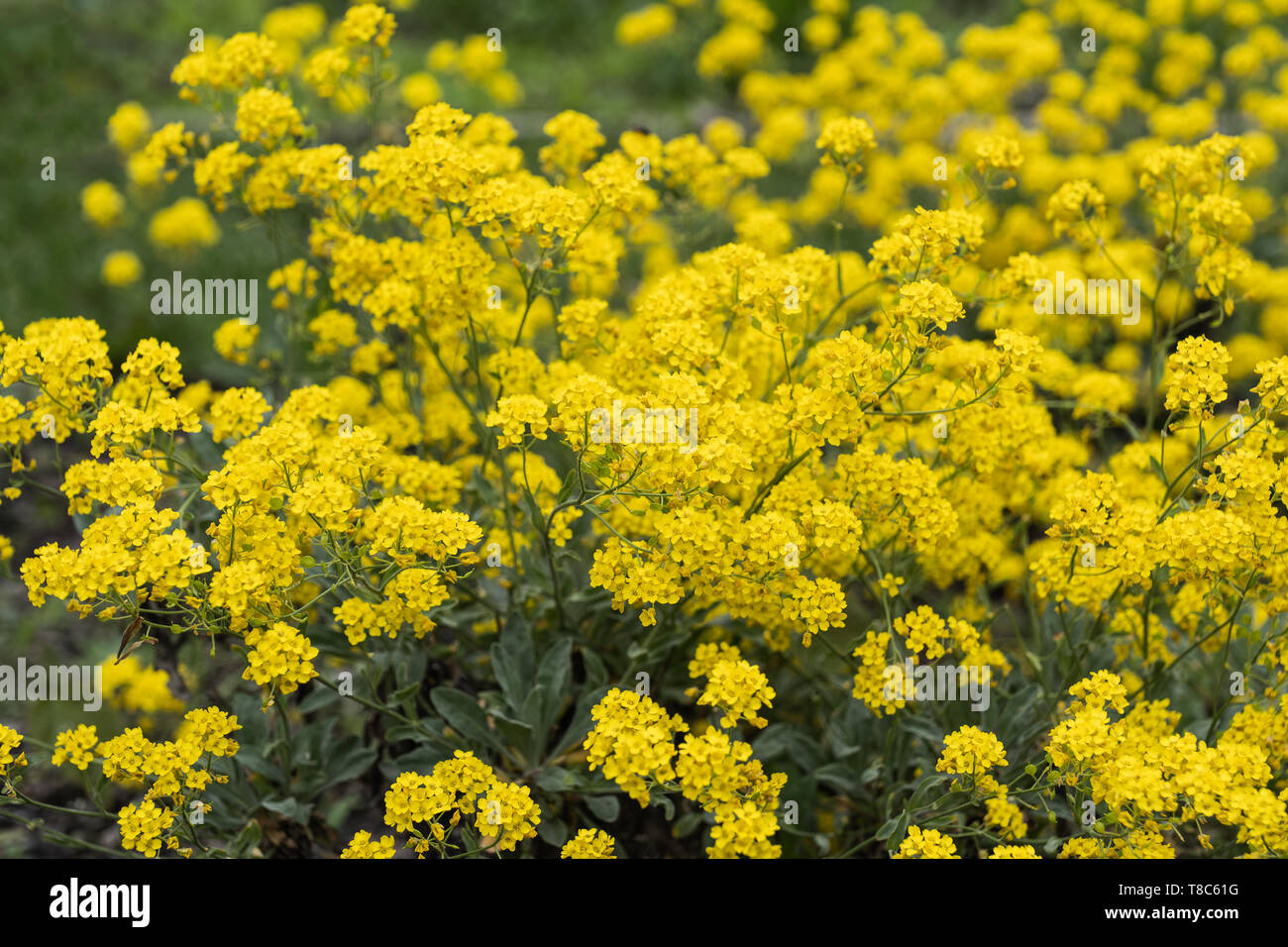 Aurinia saxatilis - Basket of Gold or Golden Alyssum yellow blooming flowers, evergreen parennial plant native to Asia and Europe. Stock Photo