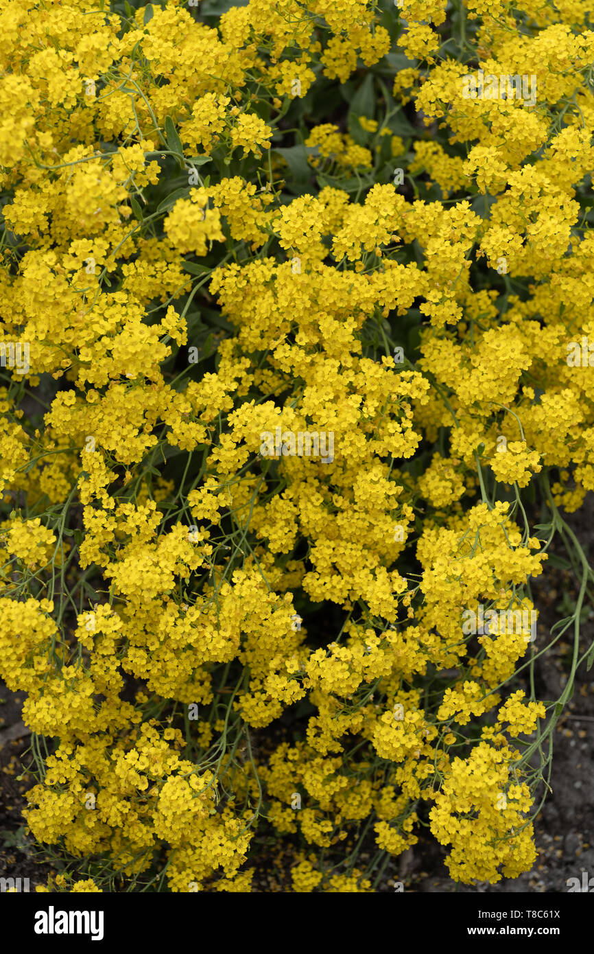 Aurinia saxatilis - Basket of Gold or Golden Alyssum yellow blooming flowers background, evergreen parennial plant native to Asia and Europe. Stock Photo