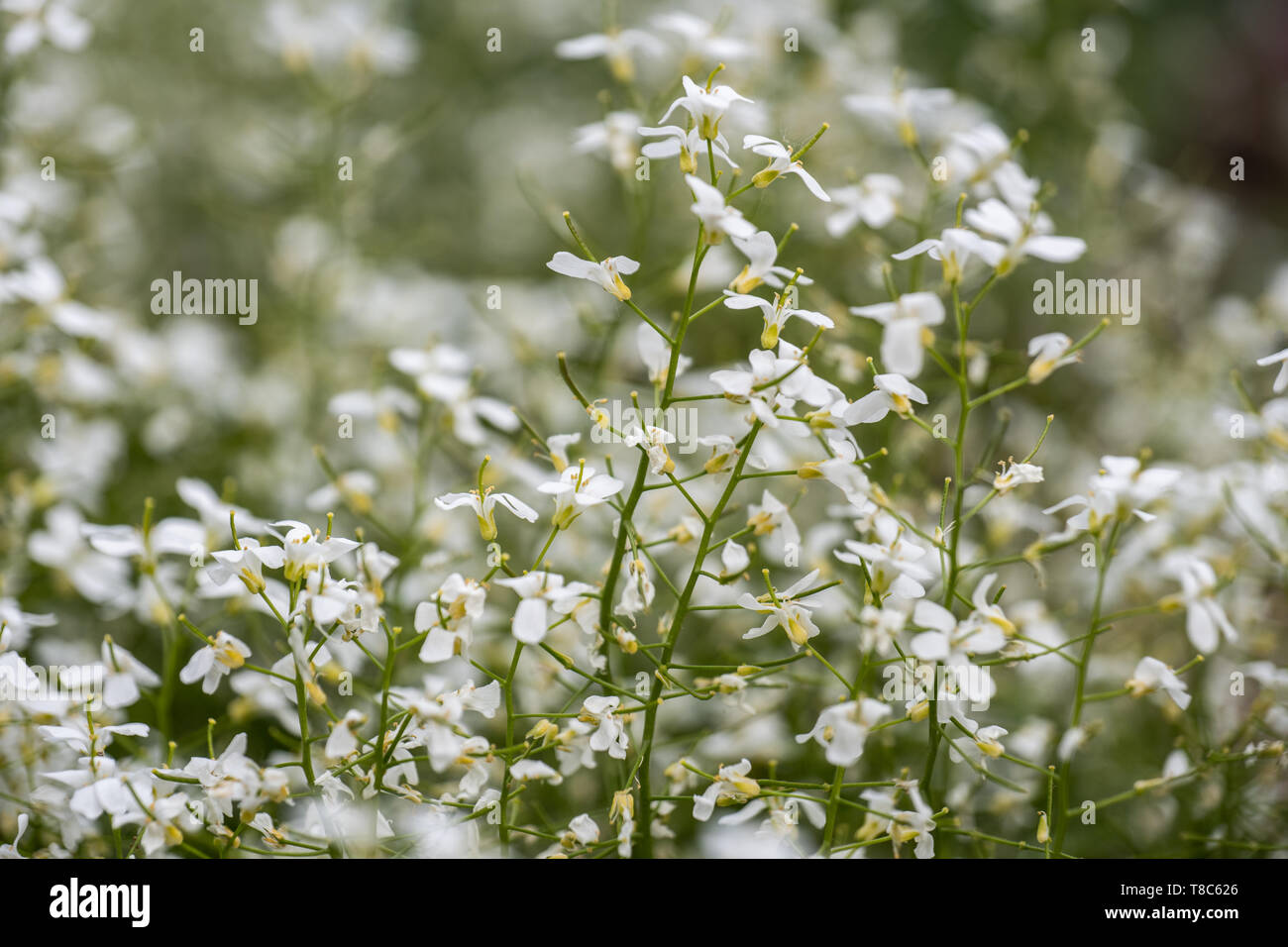 Arabis procurrens 'Glacier' spreading rock cress flowers, family: Brassicaceae Stock Photo