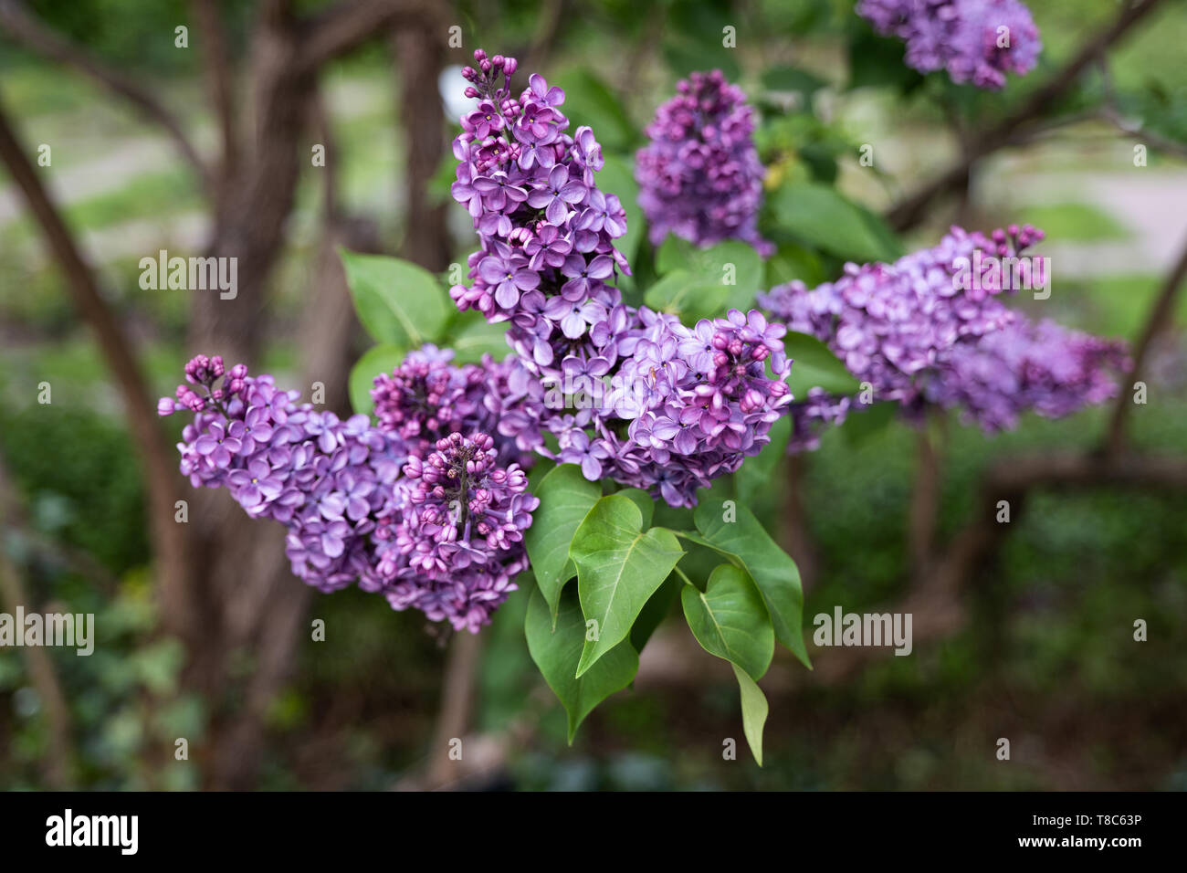 Syringa vulgaris common lilac flowers, olive family Oleaceae, region: native to the Balkan Peninsula. Stock Photo