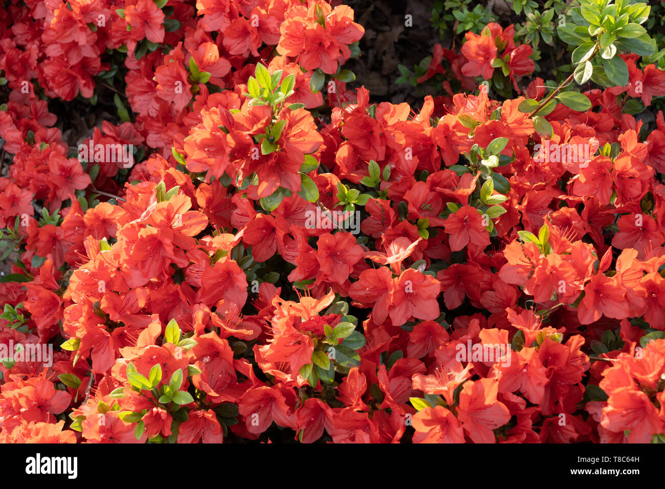Rhododendron Geisha Orange flowers, evergreen Japanese Azaleas, family: Ericaceae Stock Photo