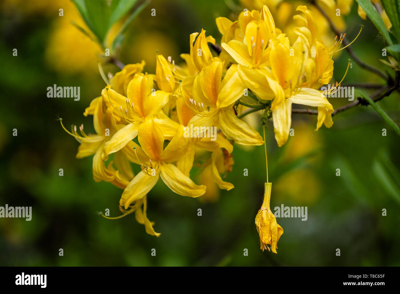 Rhododendron luteum Sweet, the Yellow Azalea or Honeysuckle Azalea, family: Ericaceae, macro photography with smooth bokeh background. Stock Photo
