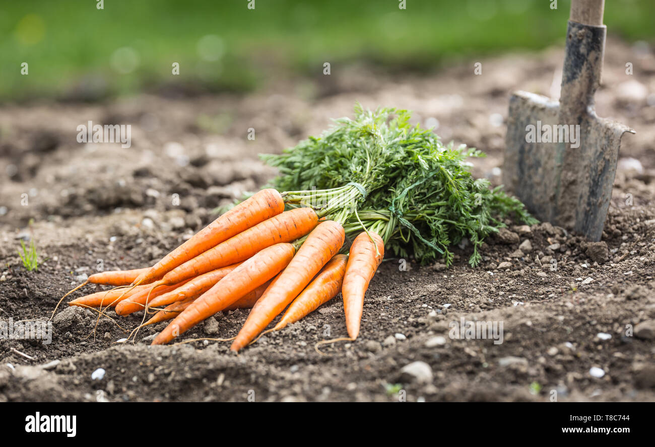 Carrots root in soil hi-res stock photography and images - Alamy