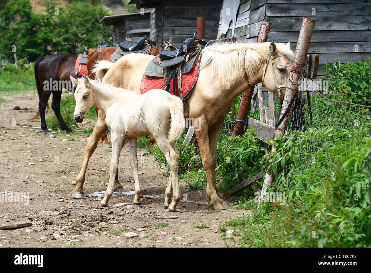 Three horses on a farm, saddled for riding Stock Photo