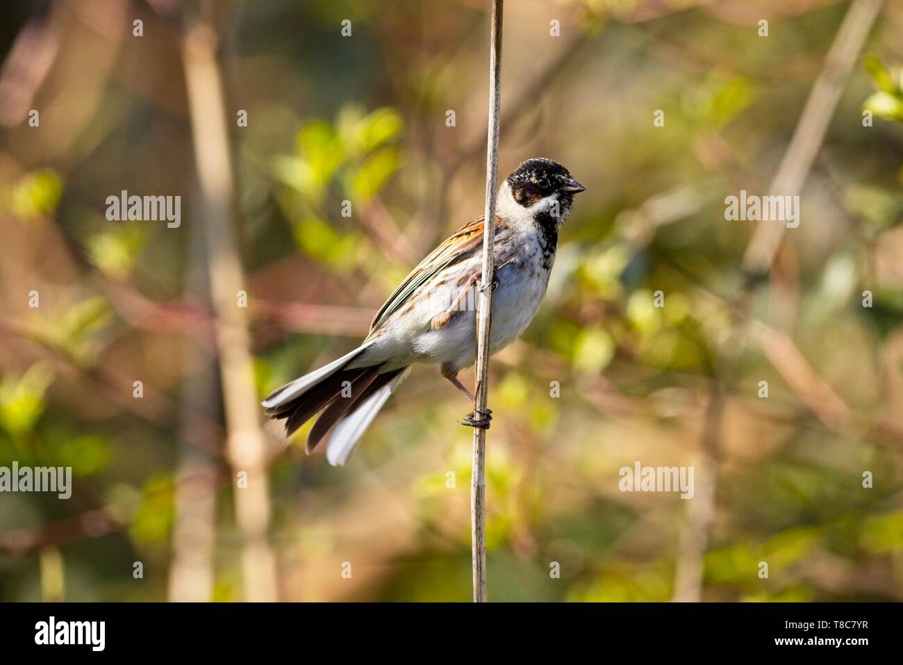 Male Reed bunting ( Emberiza schoeniclus), East Sussex,UK Stock Photo
