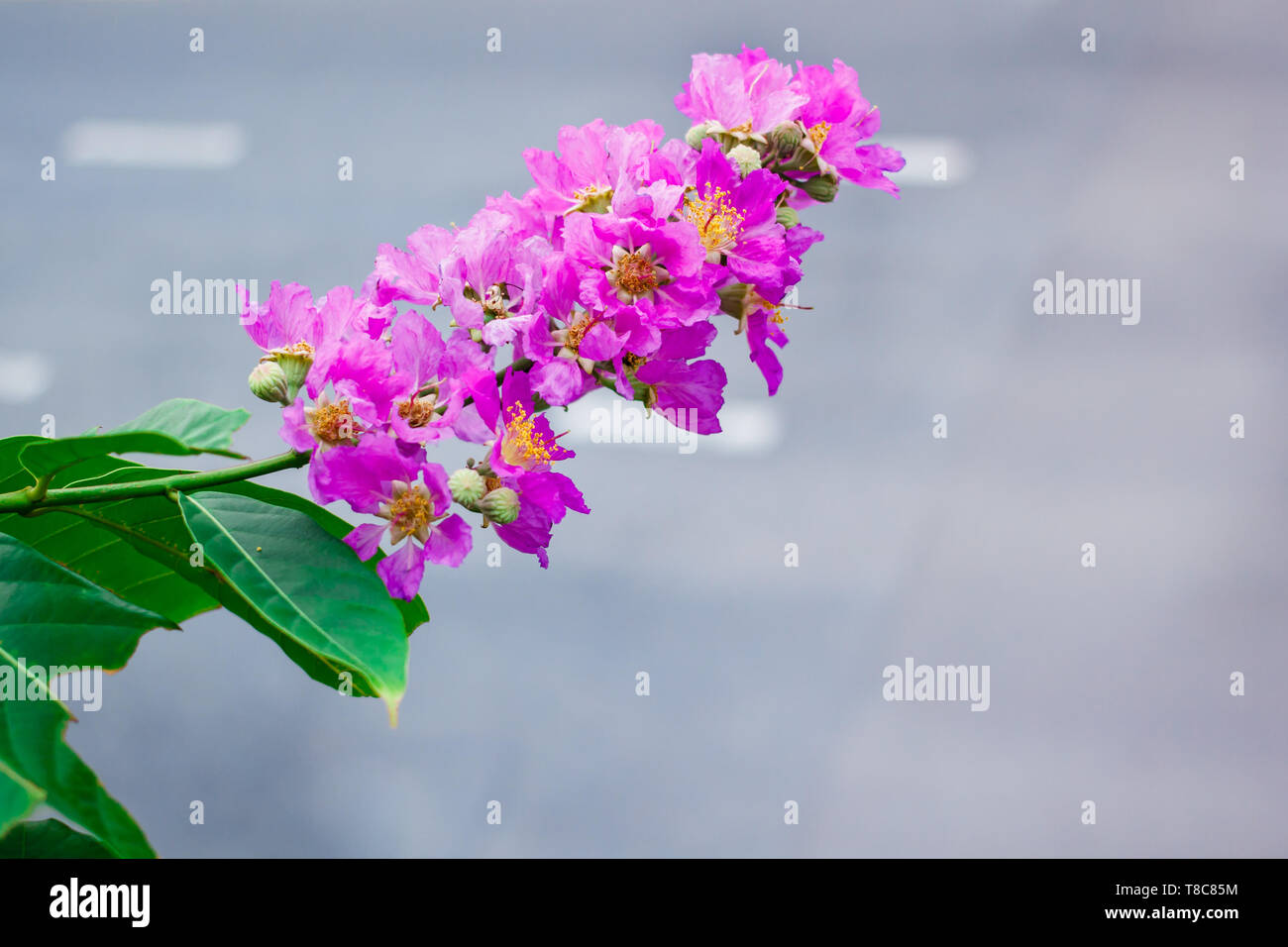 Inthanin, Queen's flower, large tree with beautiful purple flowers and hard shell brown seeds. Stock Photo
