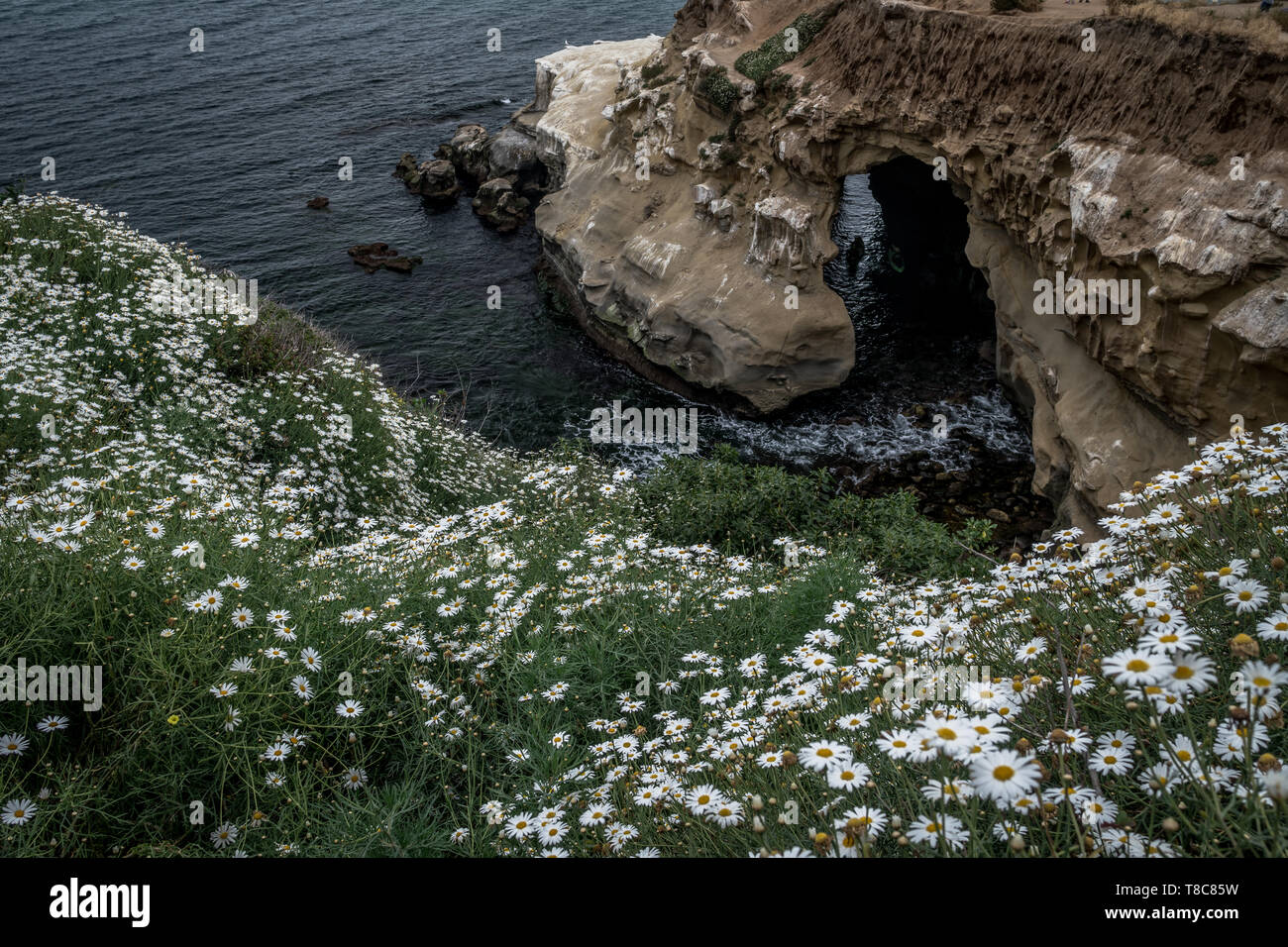 Springtime in full display along the California Coast in San Diego USA ...