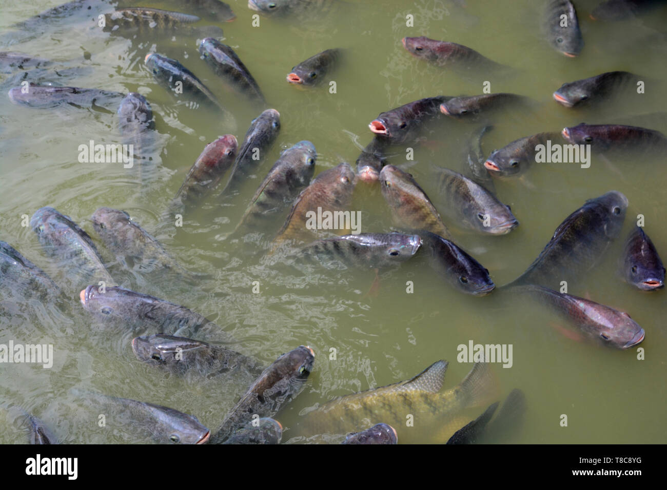 Tilapia Fish in farm Stock Photo - Alamy