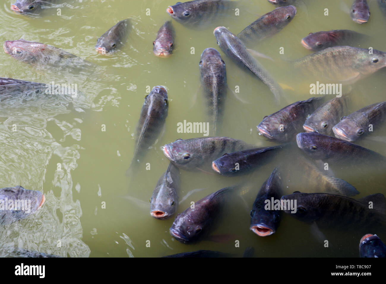 Tilapia Fish In Farm Stock Photo Alamy