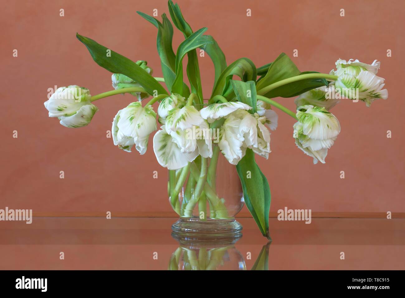 White Parrot Tulips (Tulipa gesneriana Parrot Group), in a glass vase, Germany Stock Photo