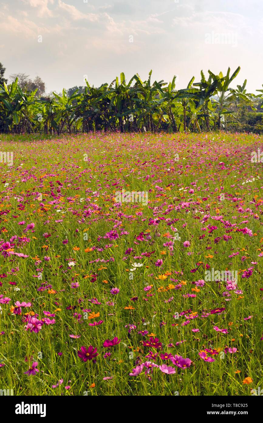 Colourful flower meadow in front of banana trees, Singha Park, Chiang Rai Province, Northern Thailand, Thailand Stock Photo