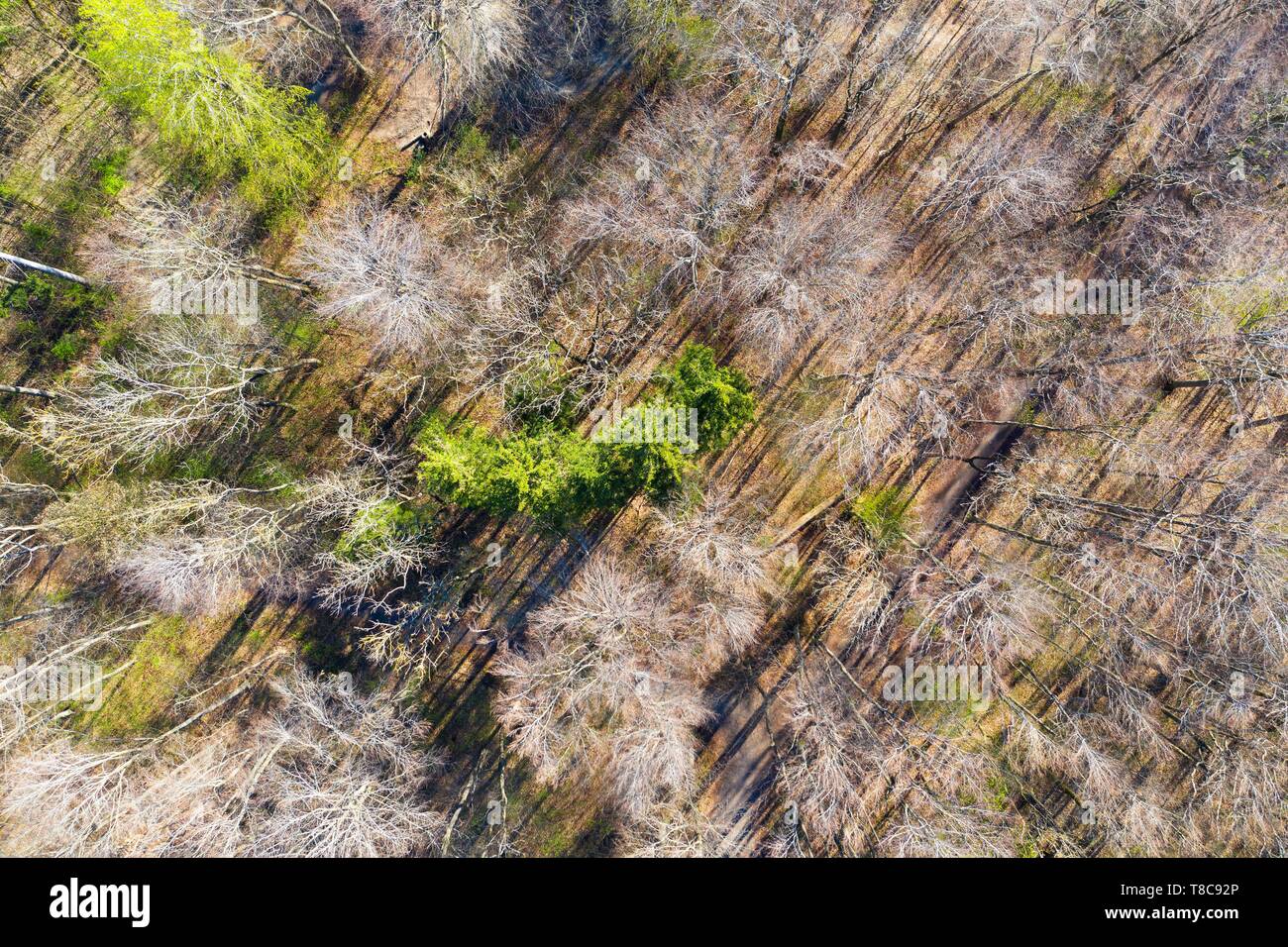 Mixed forest in spring, screen table forest, Augsburg, drone shot, Swabia, Bavaria, Germany Stock Photo