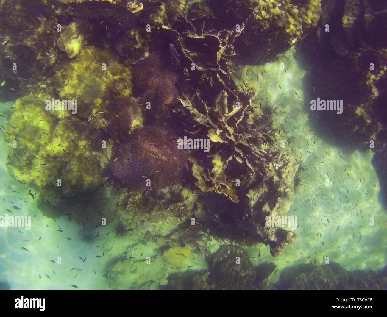 snorkeling in the andaman sea, Thailand Stock Photo