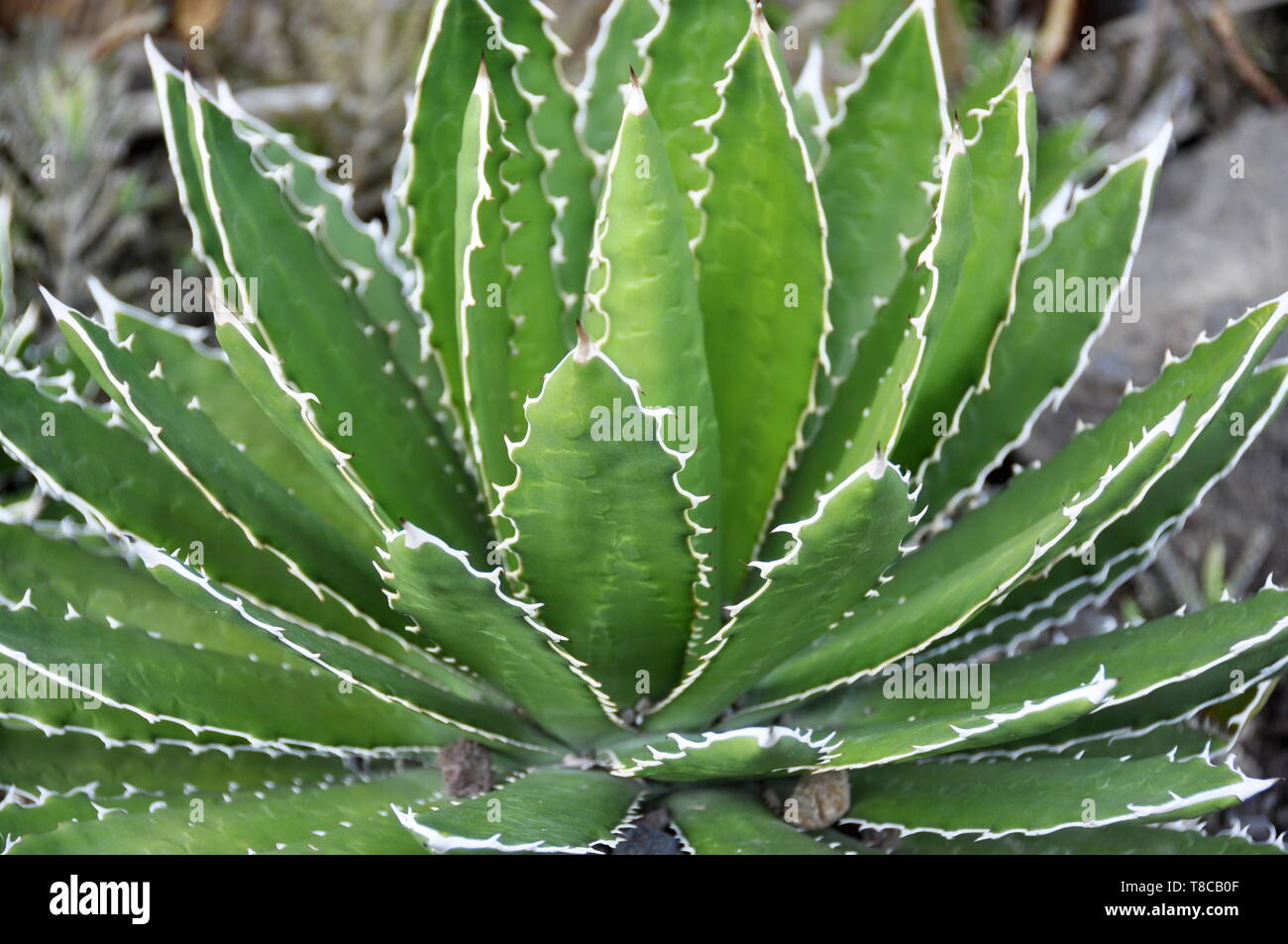 Closeup on Agave plant foliage with white thorns Stock Photo Alamy