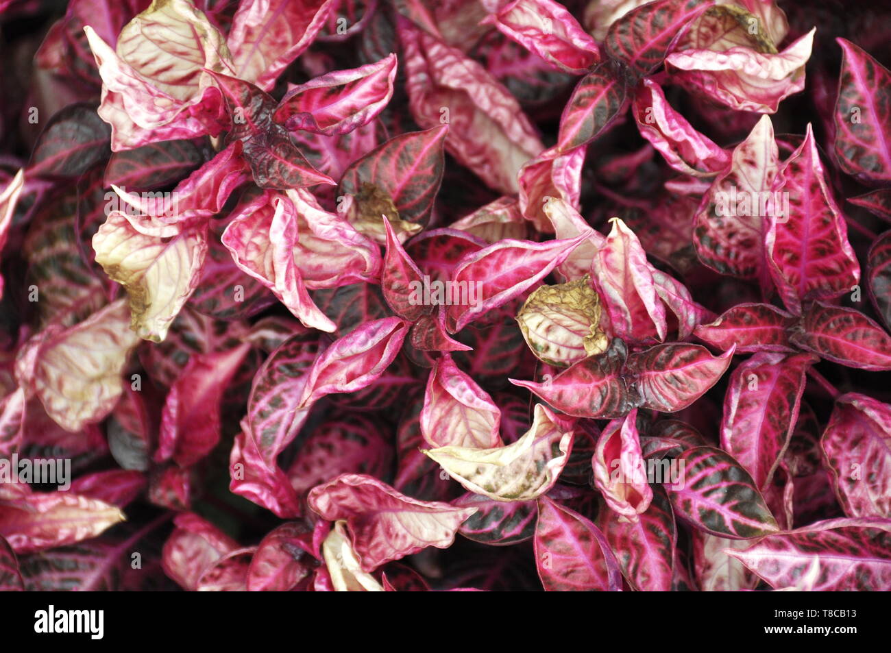 The red foliage of a Herbst's bloodleaf plant Iresine herbstii Stock Photo