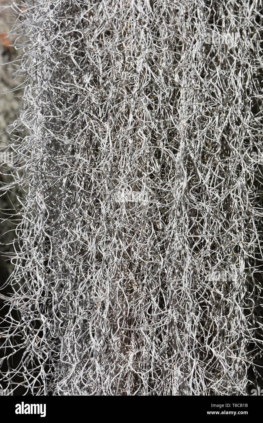 Epiphyte plant Spanish moss Tillandsia usneoides hanging from a tree Stock Photo