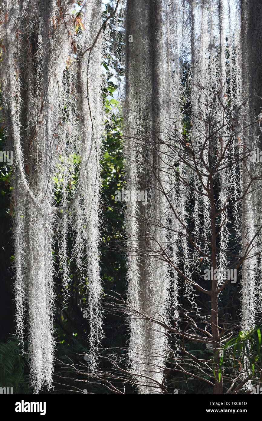 Epiphyte plant Spanish moss Tillandsia usneoides hanging from a tree Stock Photo