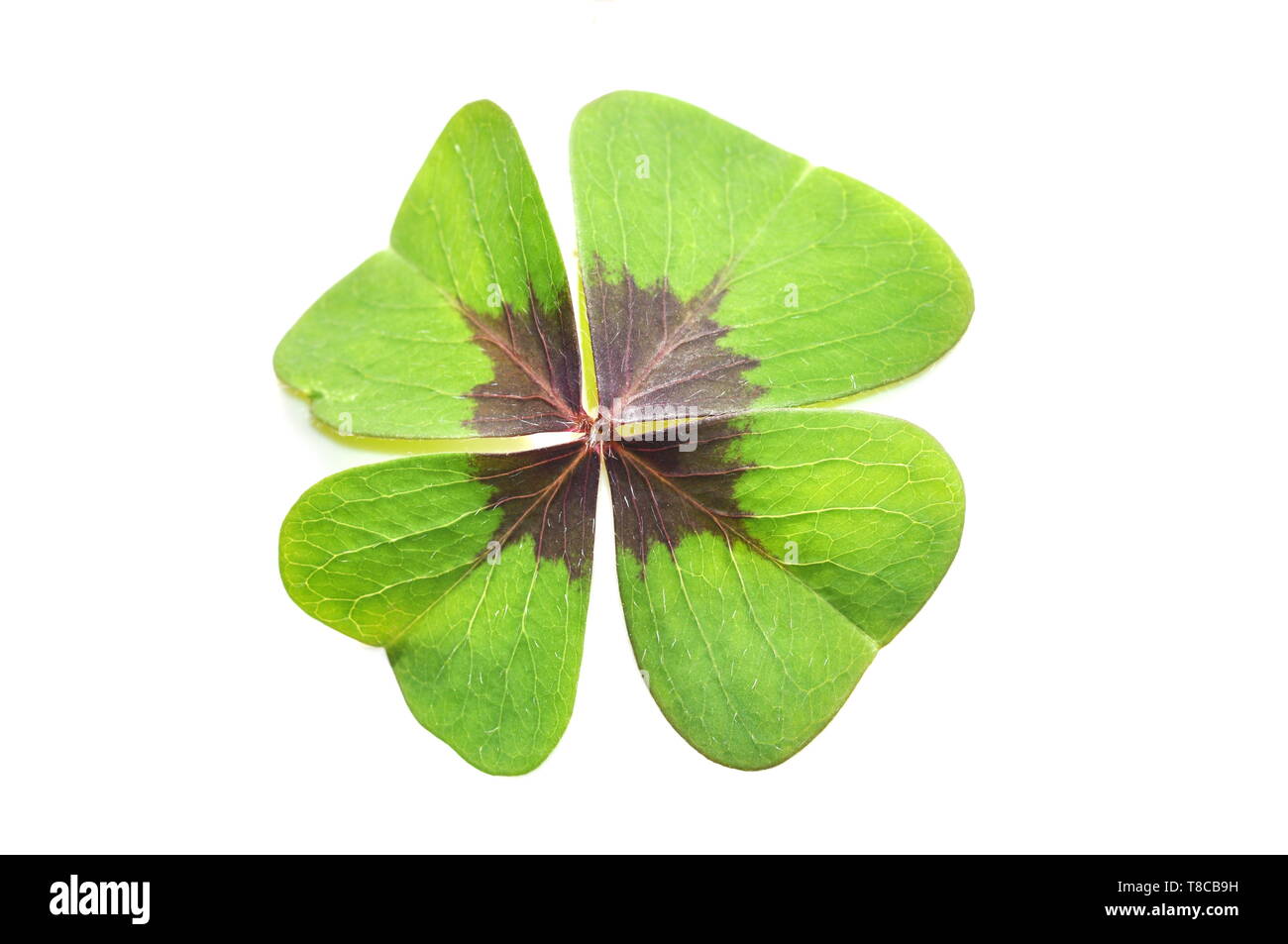 Leaf from Oxalis ironcross isolated on white background Stock Photo