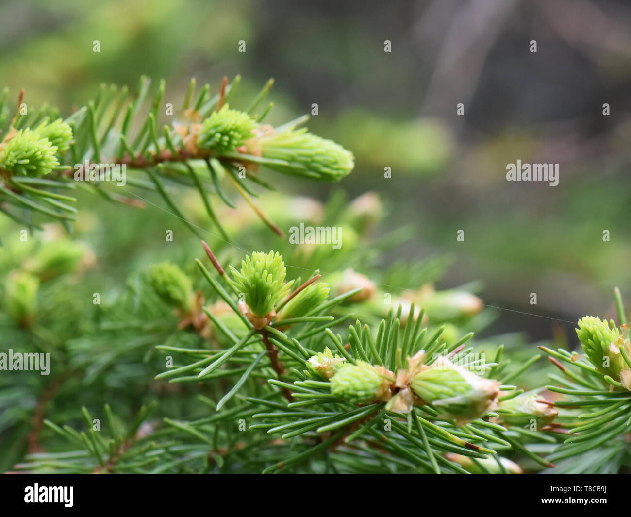 New green foliage on a spruce tree Stock Photo