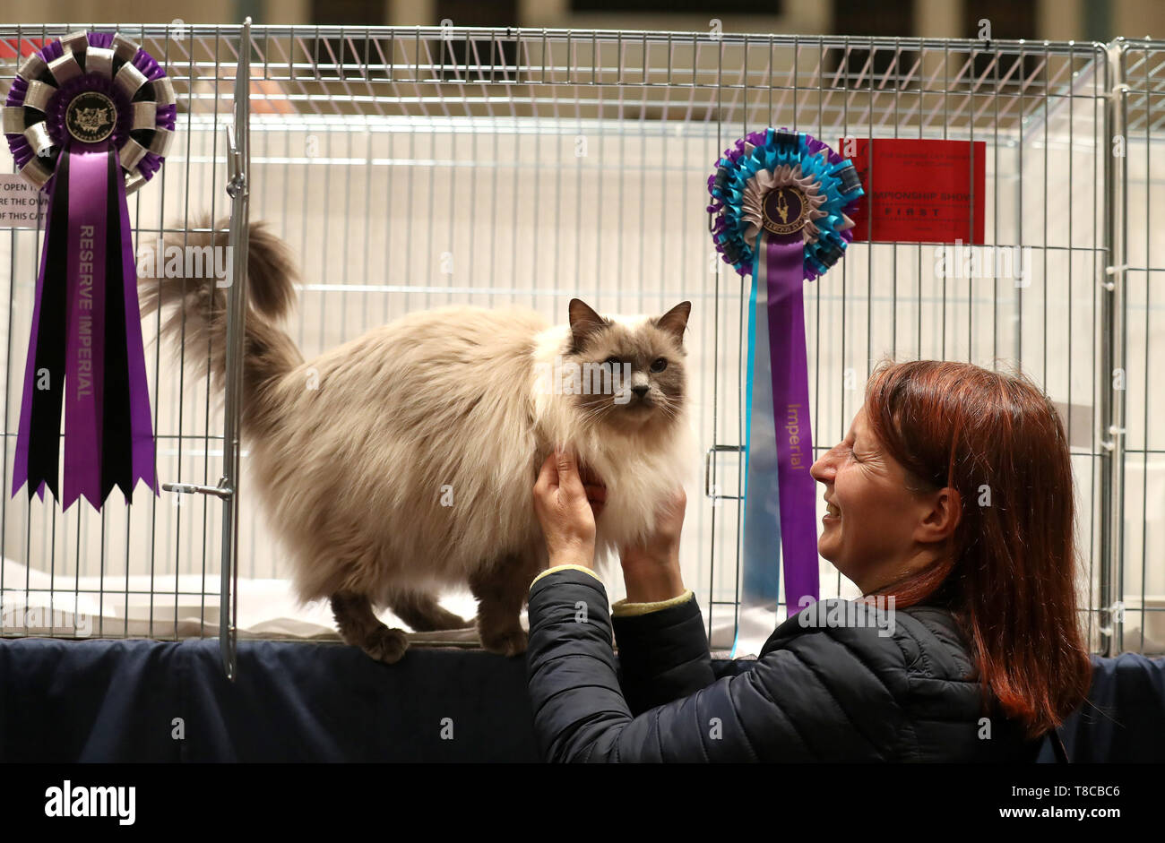 Athena Orea, the blue point ragdoll cat, with owner Maggi Fenwick from Dundee at the Nor' East of Scotland Cat Club and the Siamese Cat Society of Scotland championship show held at the Caird Hall in Dundee. Stock Photo