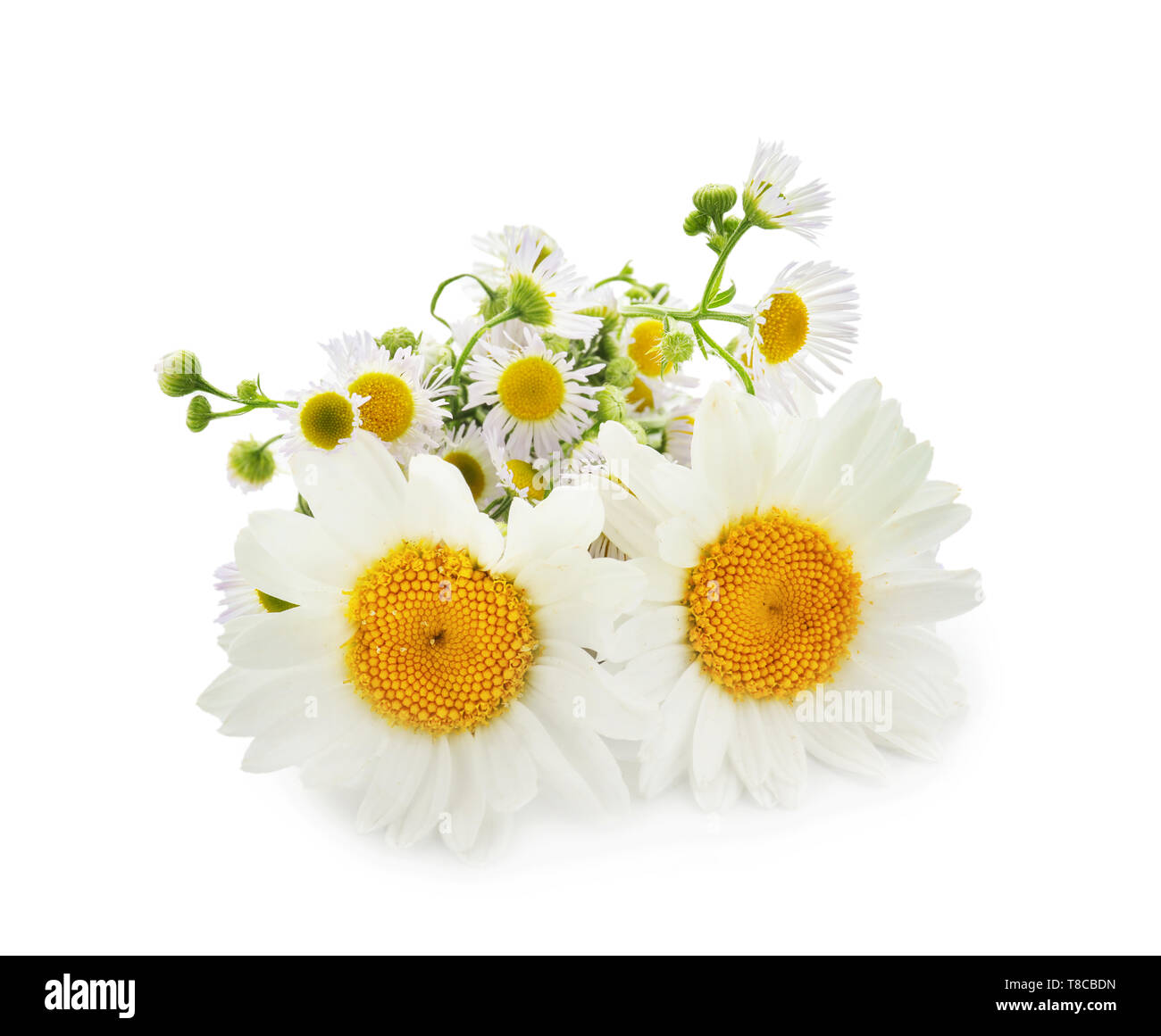 Beautiful camomile flowers on white background Stock Photo - Alamy