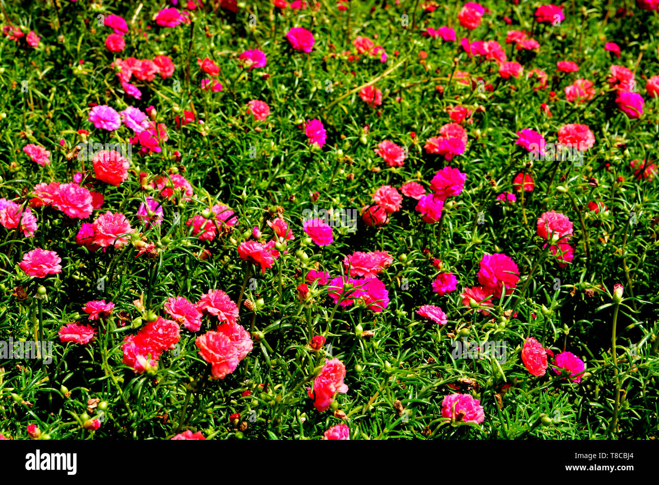Portulaca  is the type genus of the flowering plant family Portulacaceae, comprising about 40-100 species found in the tropics and warm temperate regi Stock Photo