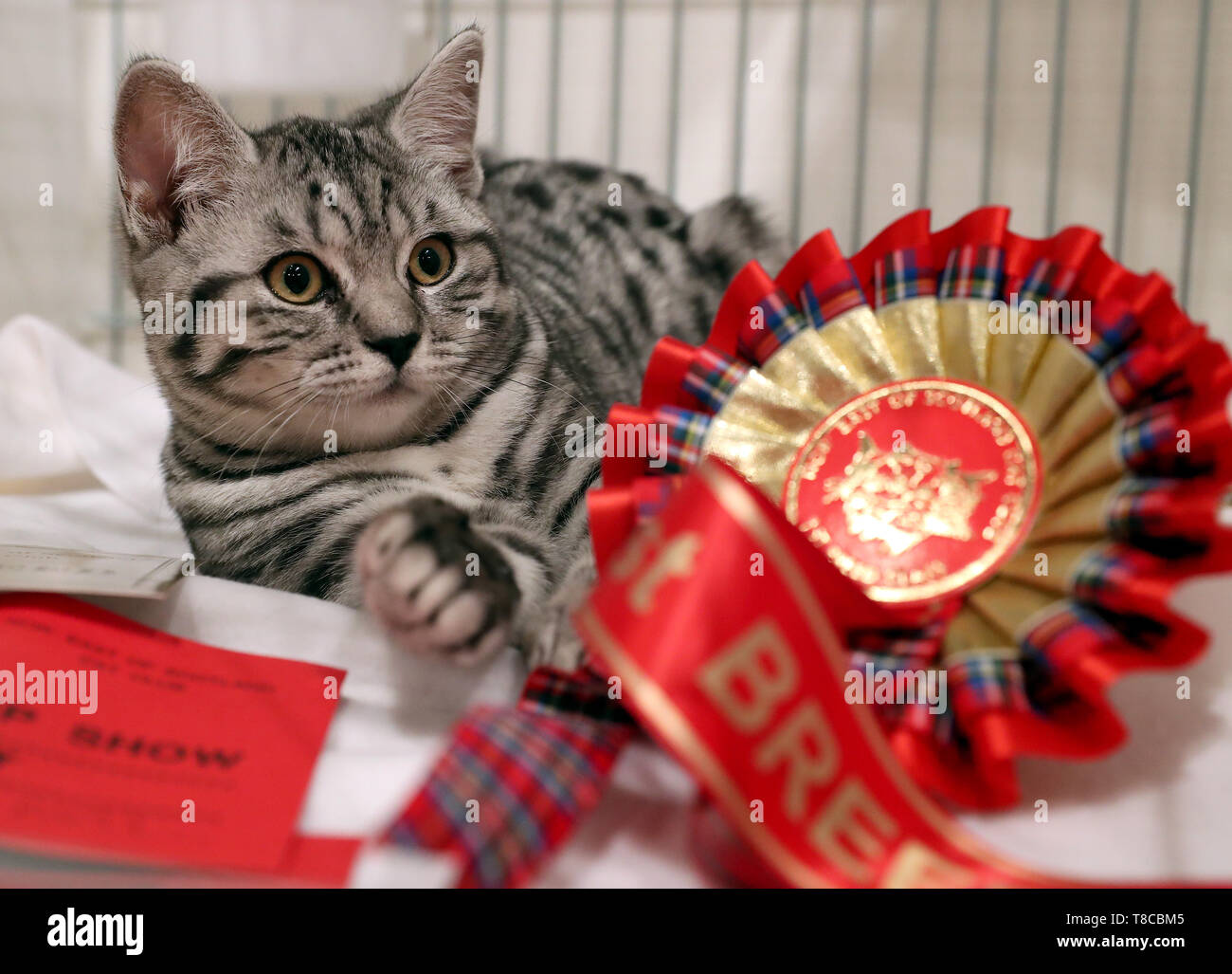 A Silver Spotted Tabby British Shorthair With Its Rosette At The