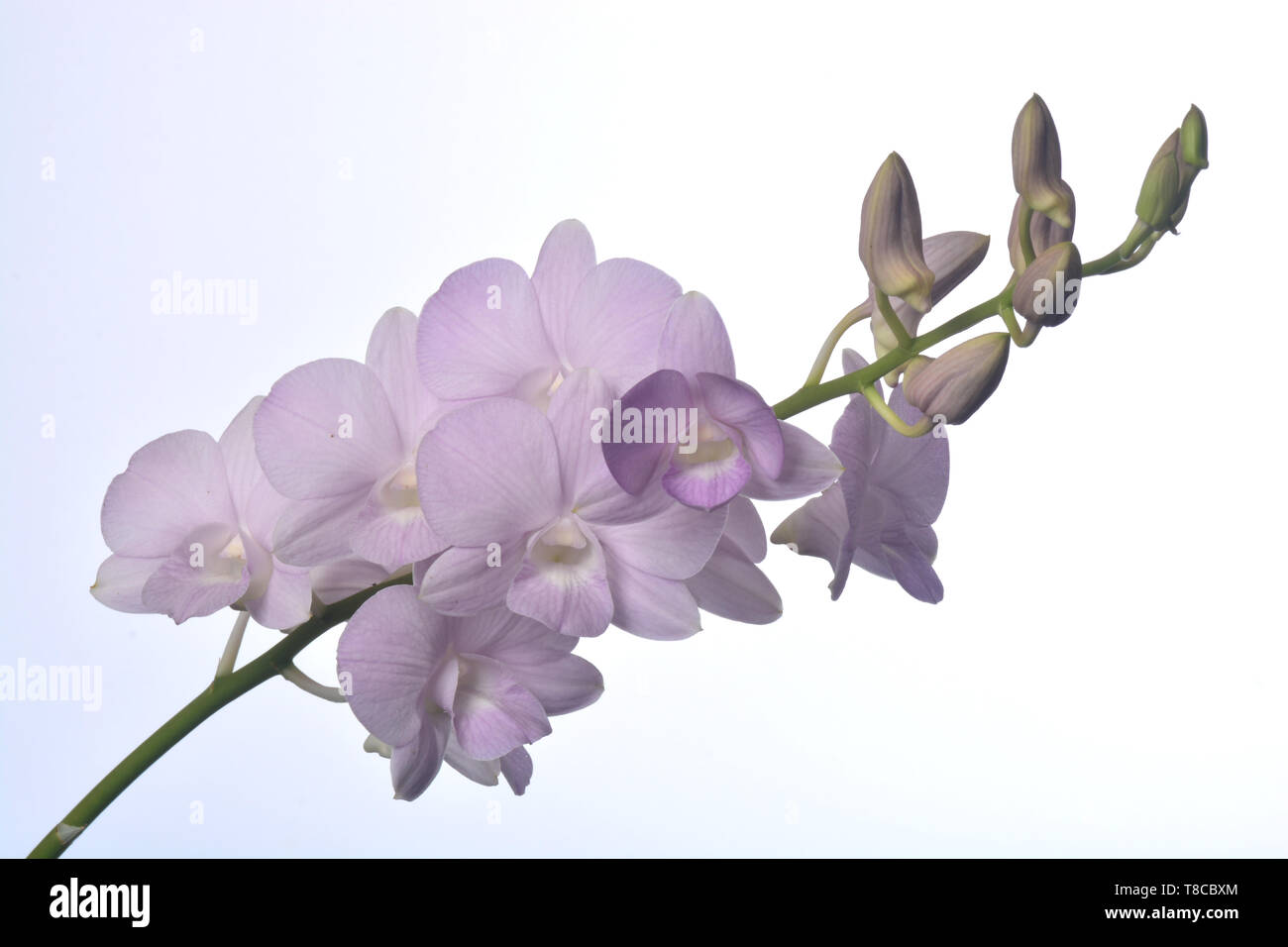 Dendrobium Snoia is a commercial hybrid which is popular as cut flower and potted plant  in Thailand Stock Photo
