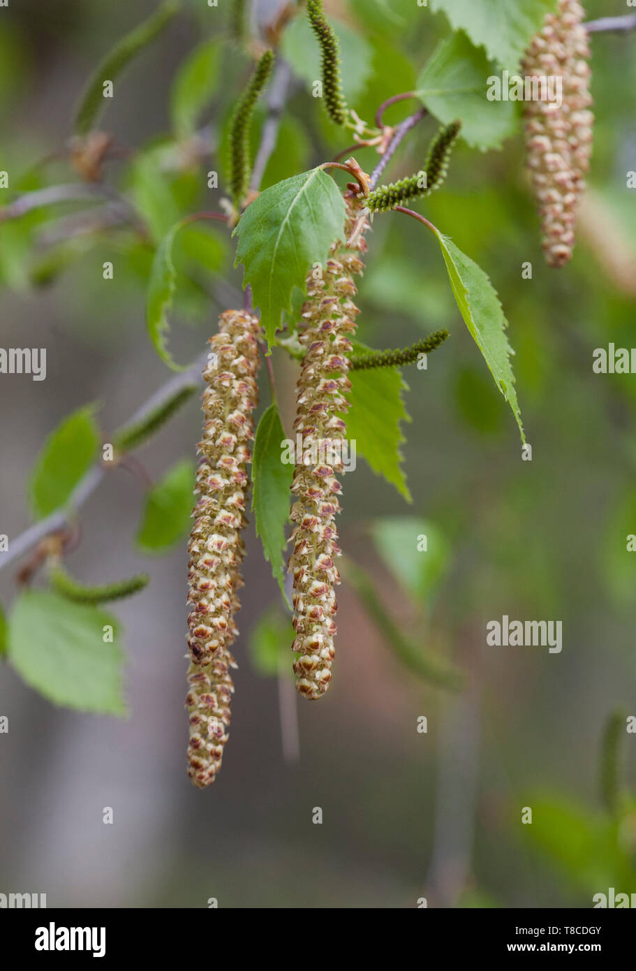 BIRCHTREE CATKINS at spring Stock Photo