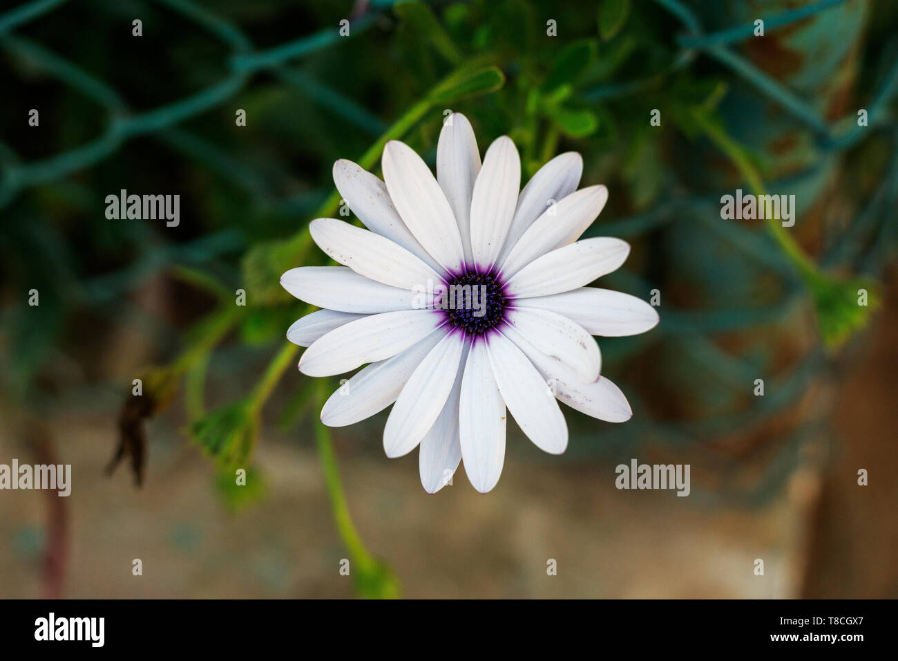 White daisy flower with purple center Stock Photo
