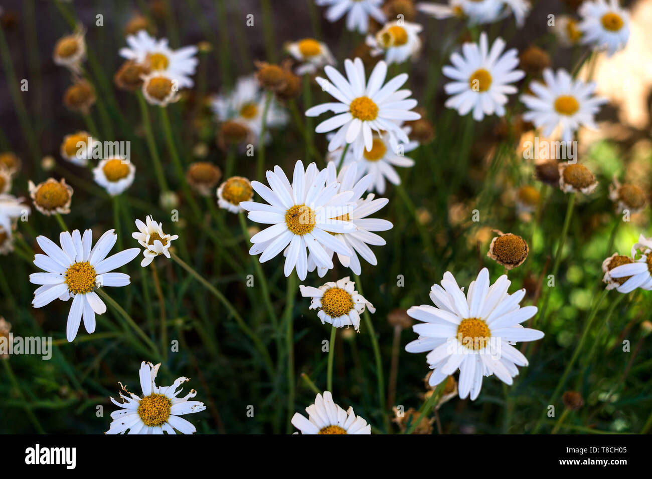 White daisy green center hires stock photography and images Alamy