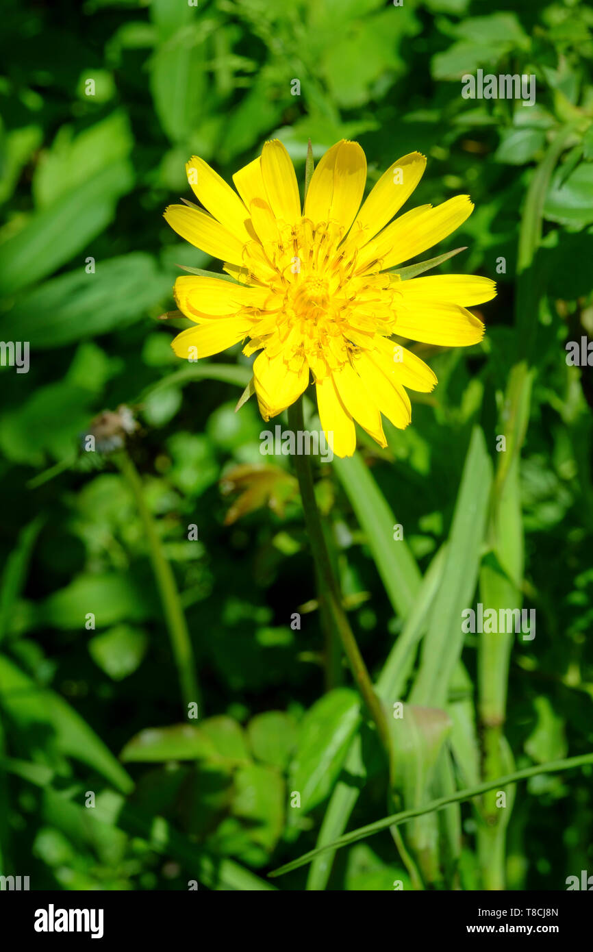 european hawkweed hieracium lachenalii bright yellow flowering weed