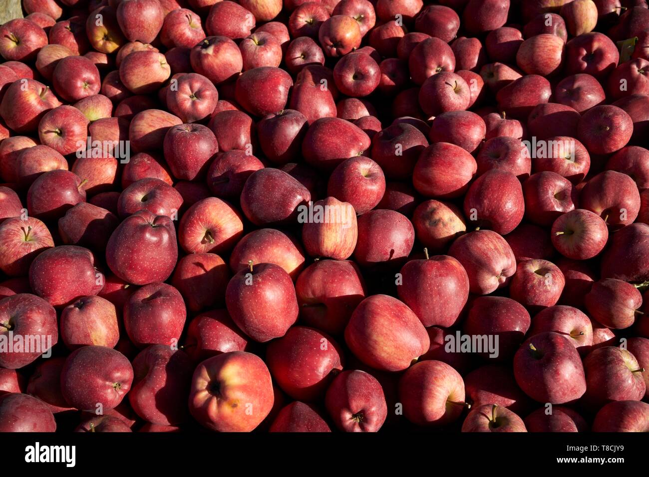 France, Tarn et Garonne, Montauban, SCEA, from Seignouret, fruit prodcutor, La Paillote, Dominique and Jean Marc Chailan, apple rubinette Stock Photo