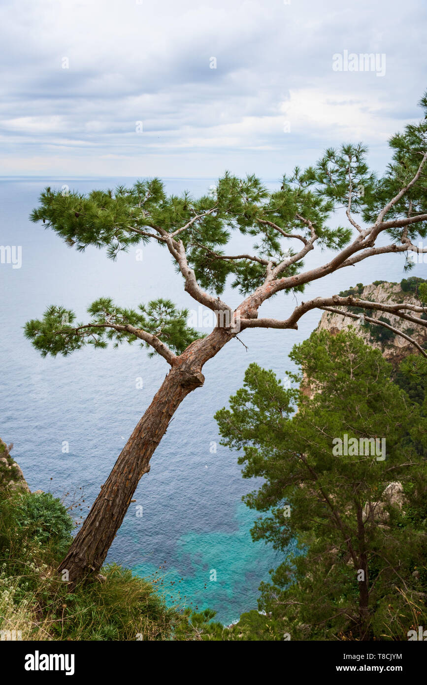 Pine tree, Capri, Italy Stock Photo - Alamy