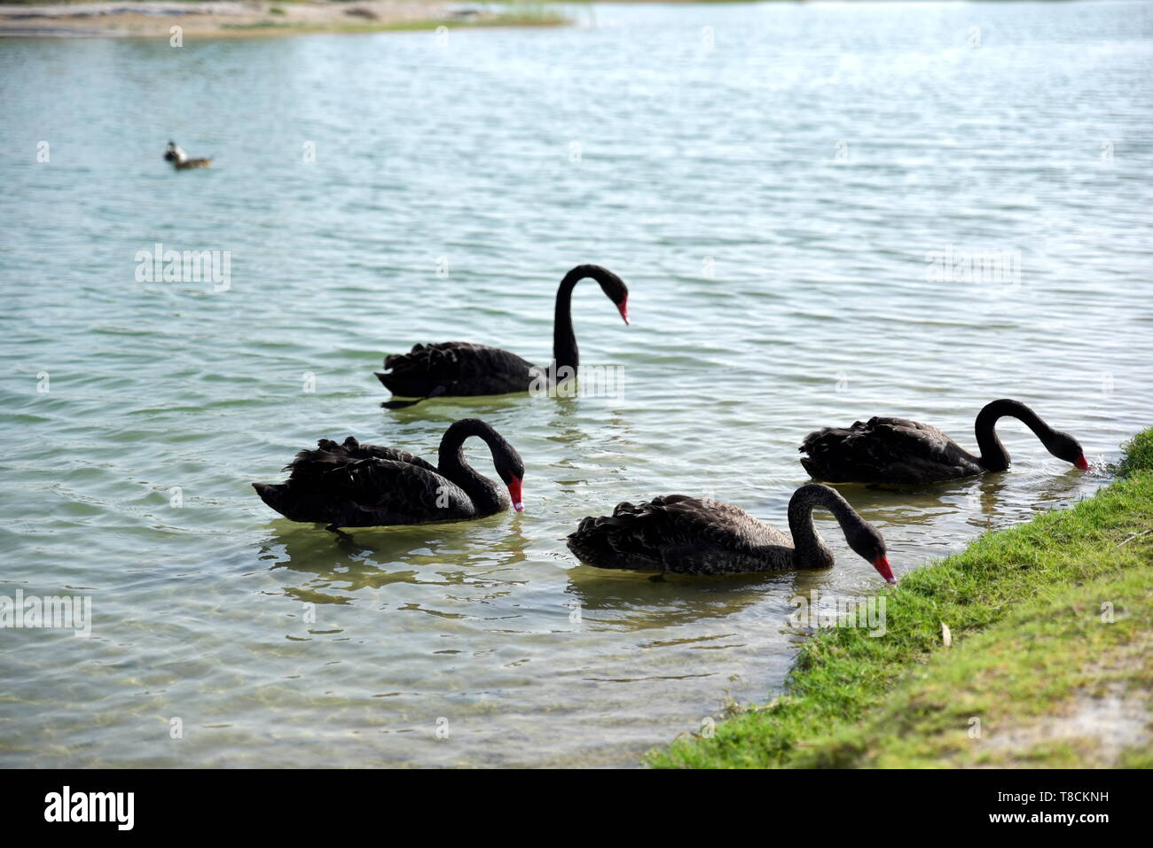 Black swans swimming in the Al Qudra lakes, Dubai, United Arab Emirates