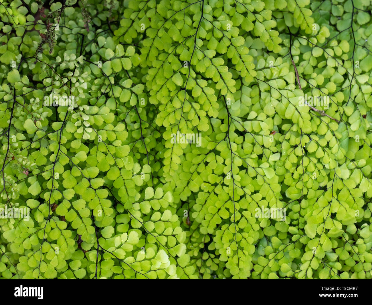 Himalayan maidenhair fern Adiantum venustum Stock Photo