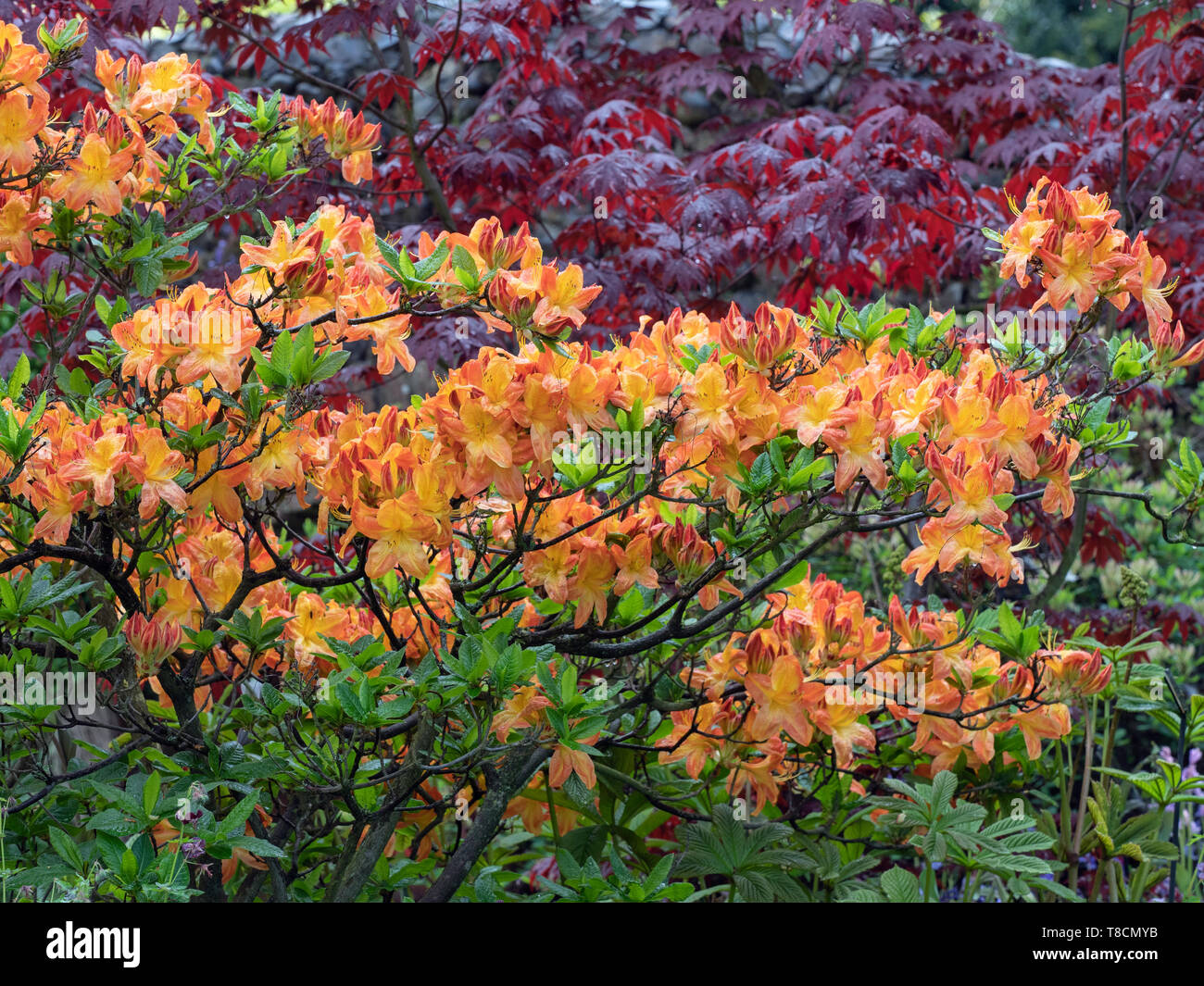 Japanese maple 'Bloodgood' with rhododendron in background Stock Photo