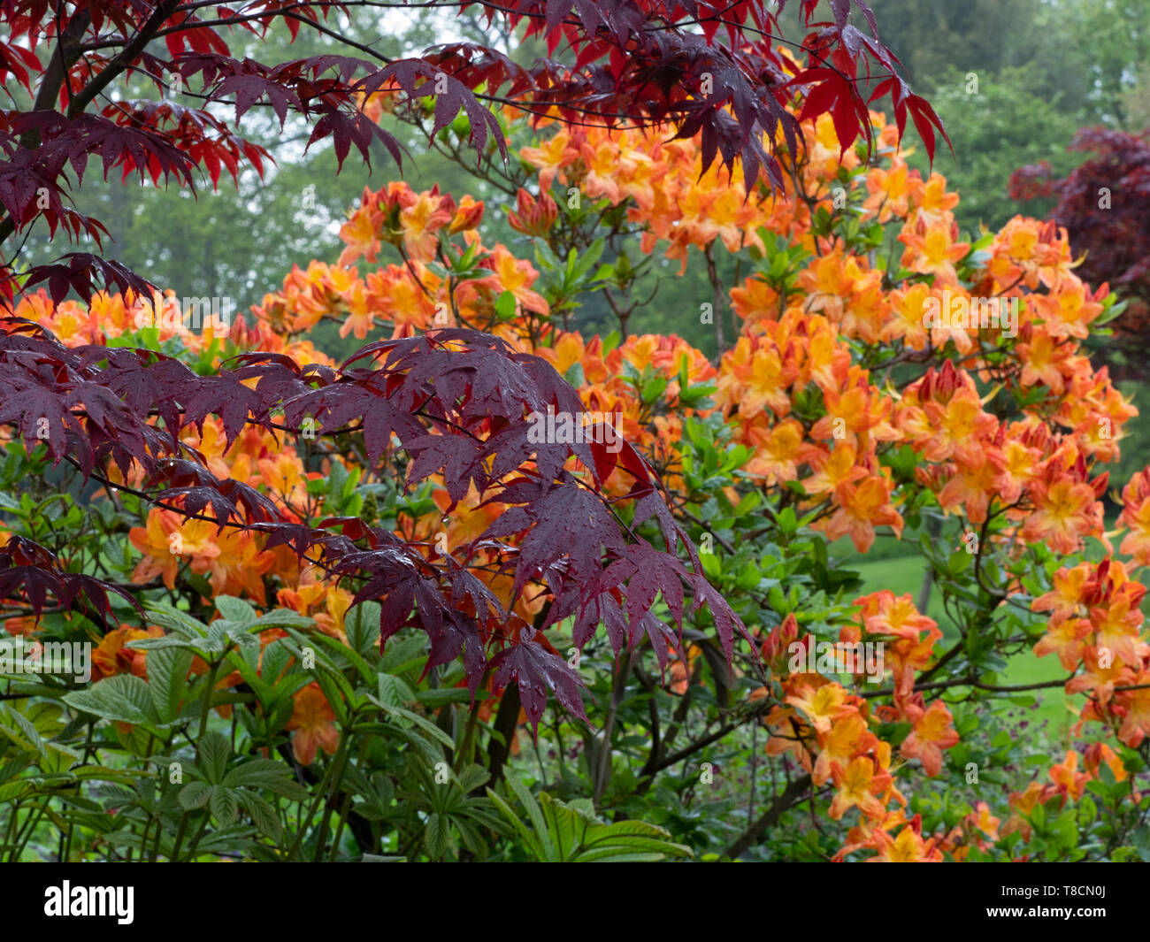 Japanese maple 'Bloodgood' with rhododendron in background Stock Photo