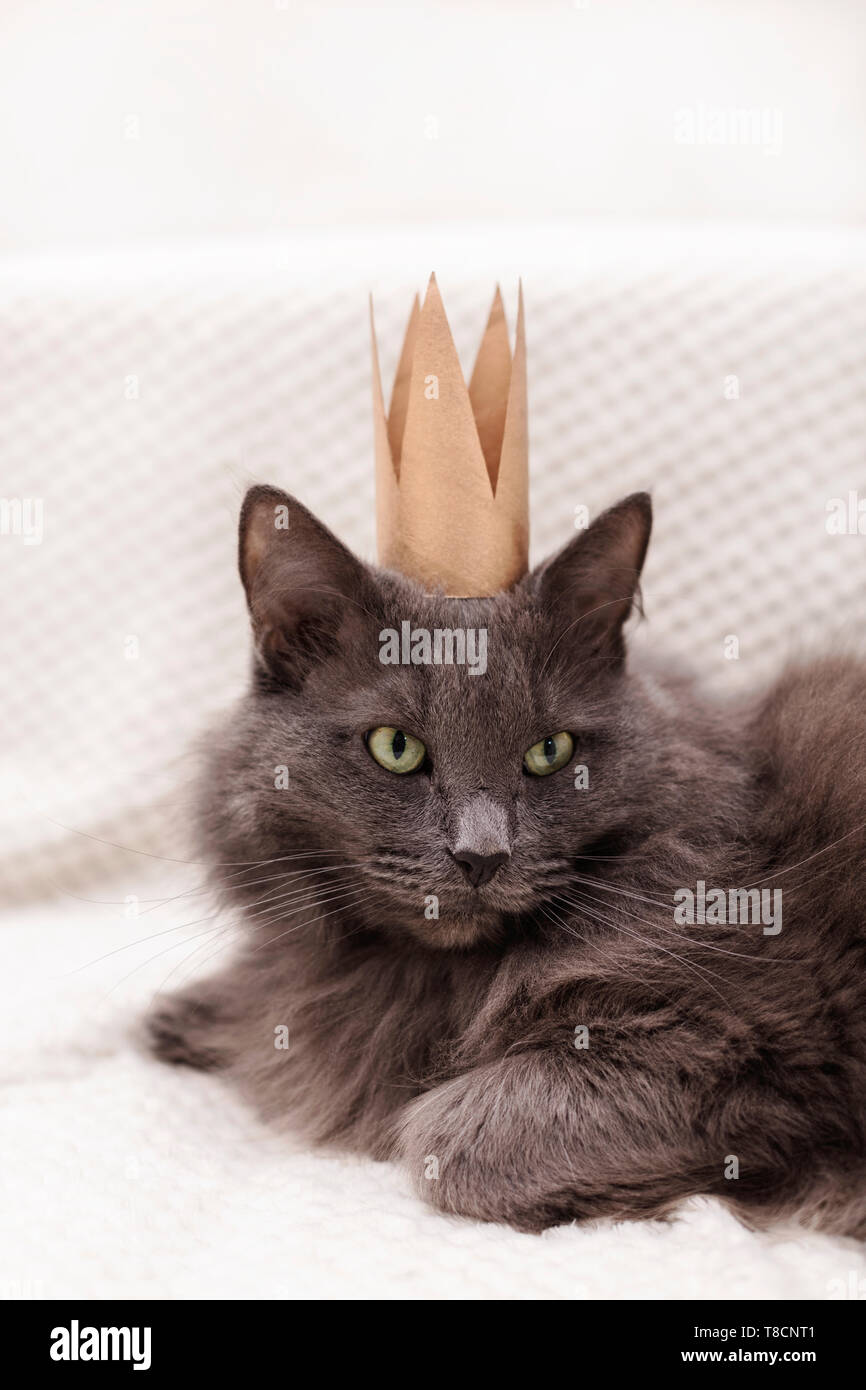 Funny gray fluffy cat is lying on the sofa with a golden crown on his ...