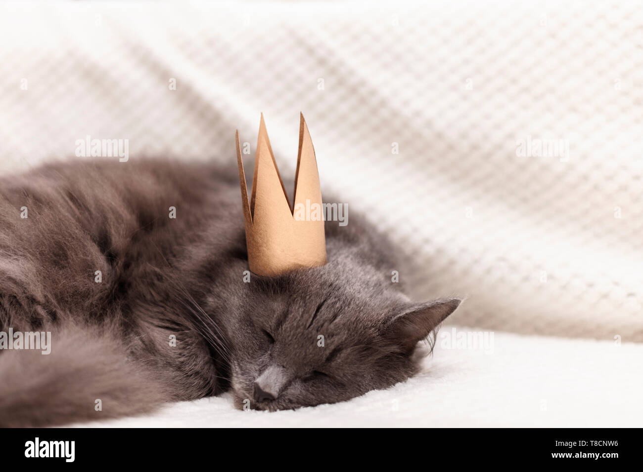 Funny gray fluffy cat is lying on the sofa with a golden crown on his ...
